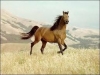 Chạy Thi Với Ngựa